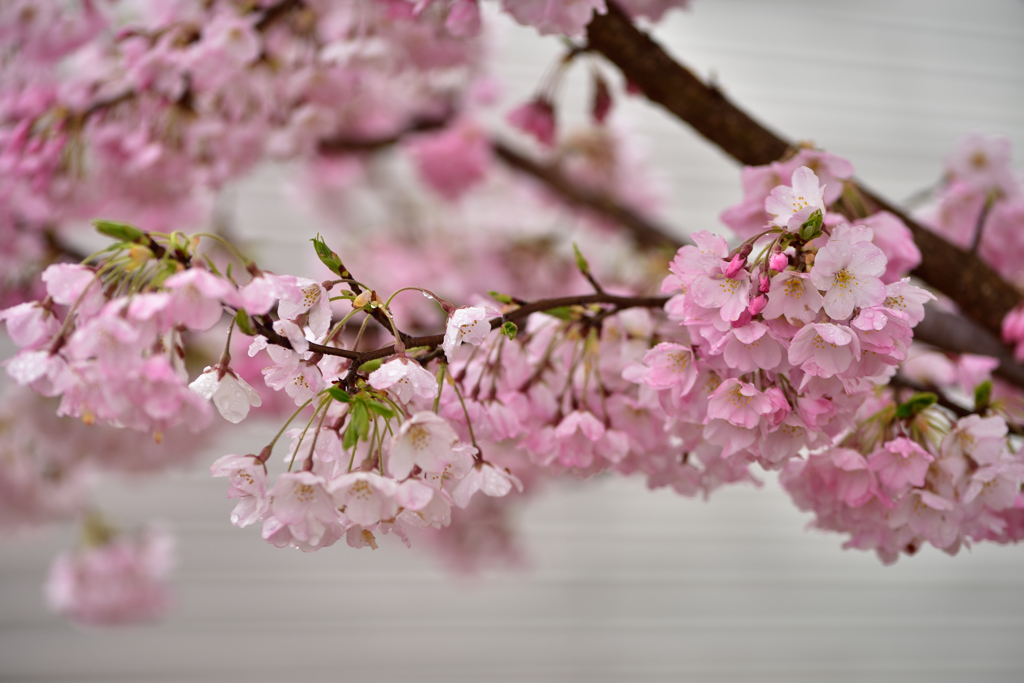 桜雨 ⑤