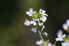 大根の花