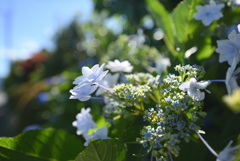 紫陽花の煌き-3