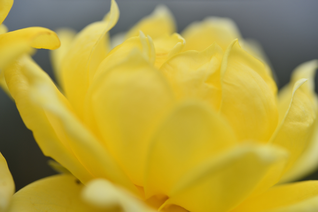 夏でも薔薇を ②