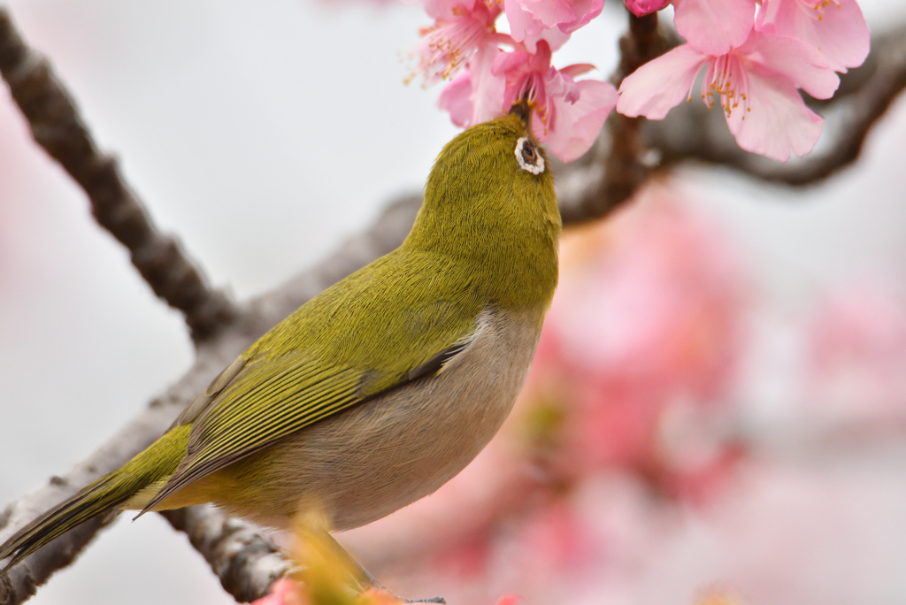 花に口づけ
