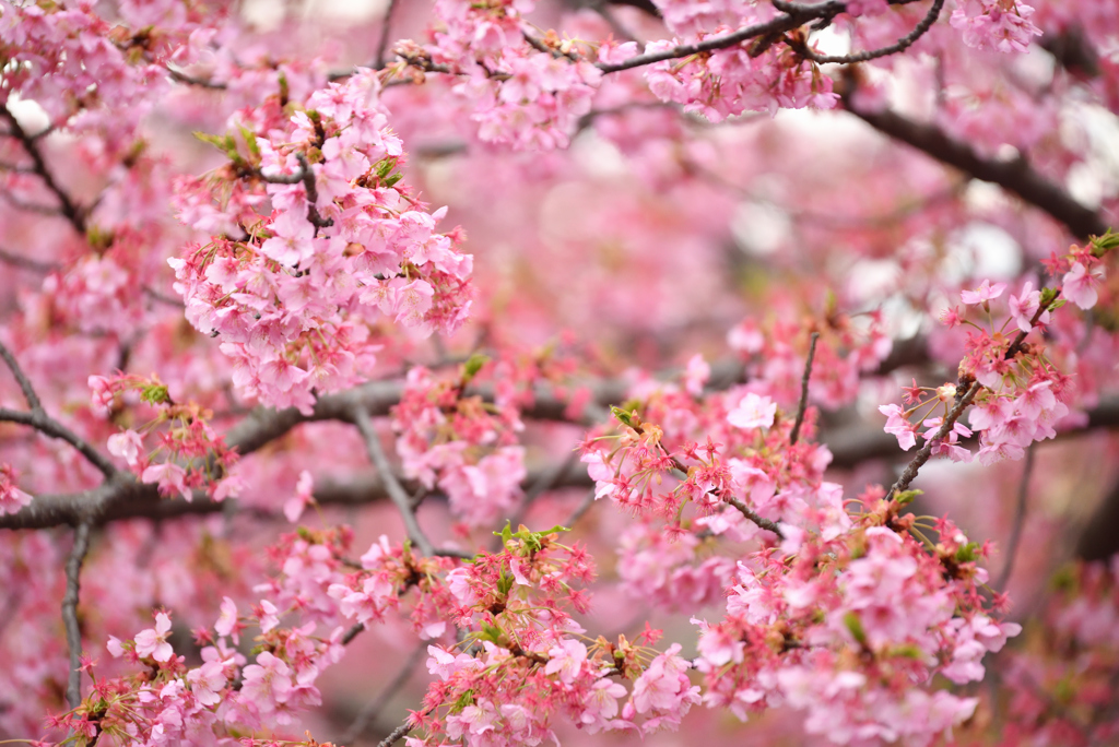 河津桜の一面