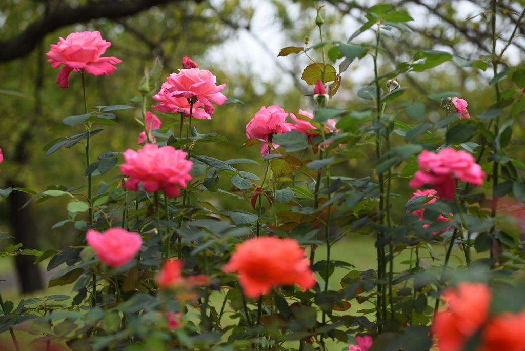 薔薇の向こうは？