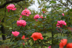 薔薇の向こうは？