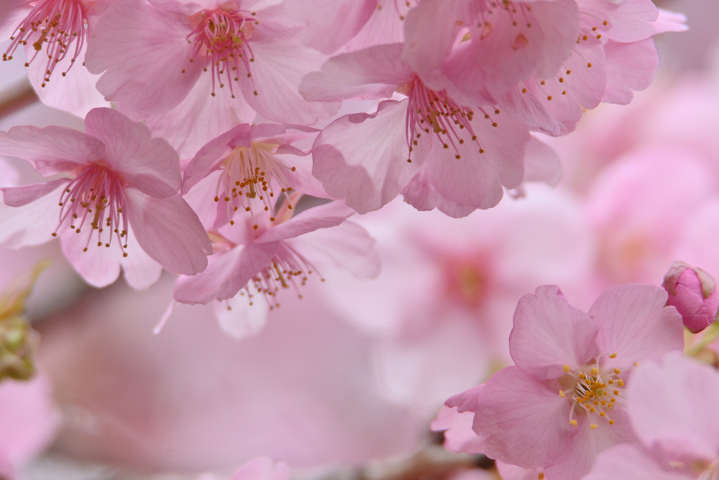 どっぷり桜湯