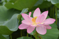 蓮花