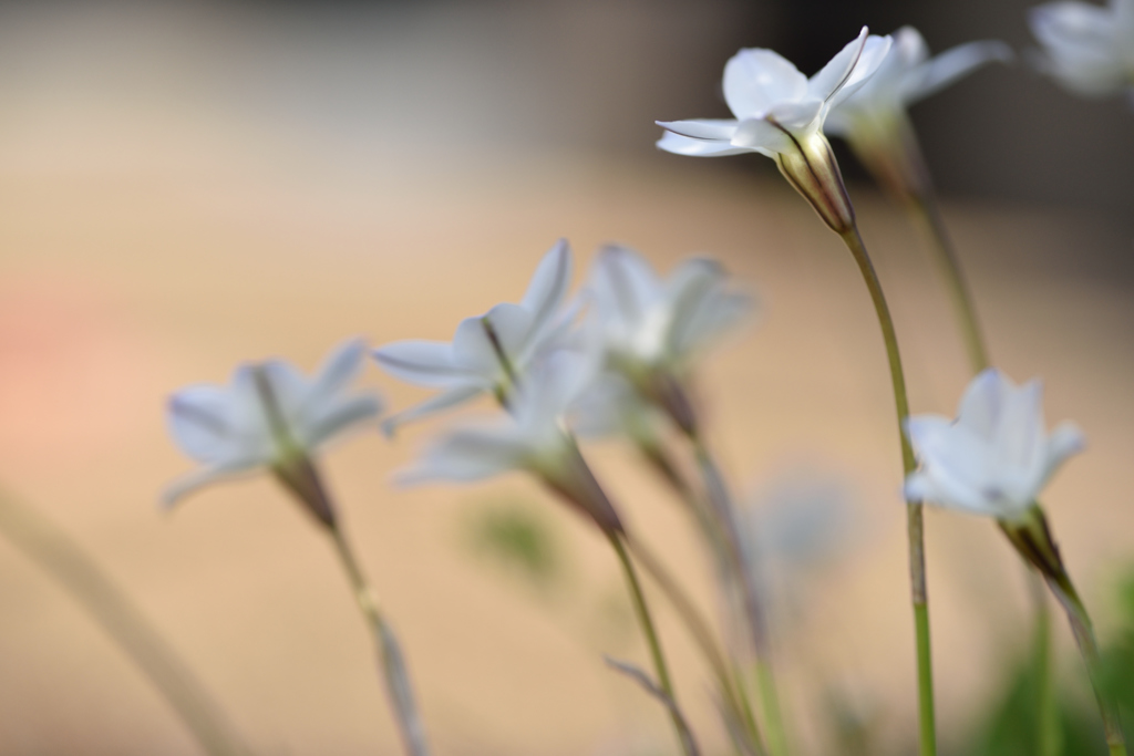 庭の花模様 ⑤