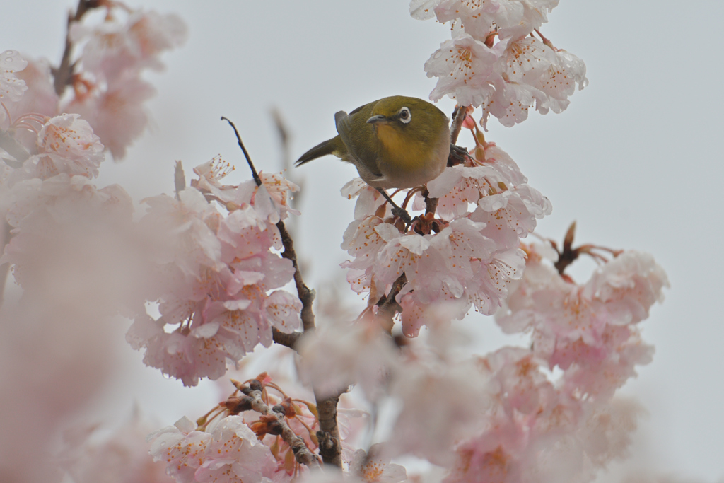花の上で