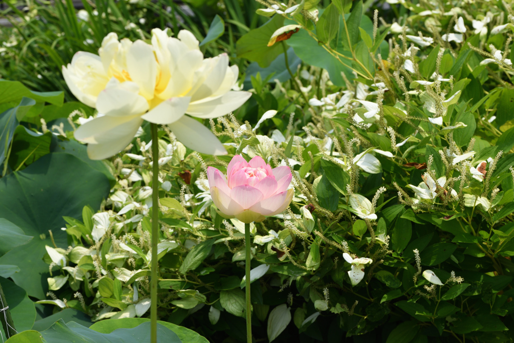 蓮花
