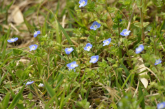 野草でもね ④