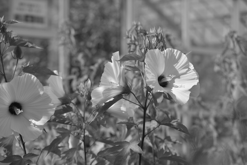 大きな優しさ-1