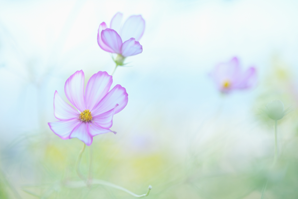 花の印象