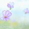 花の印象