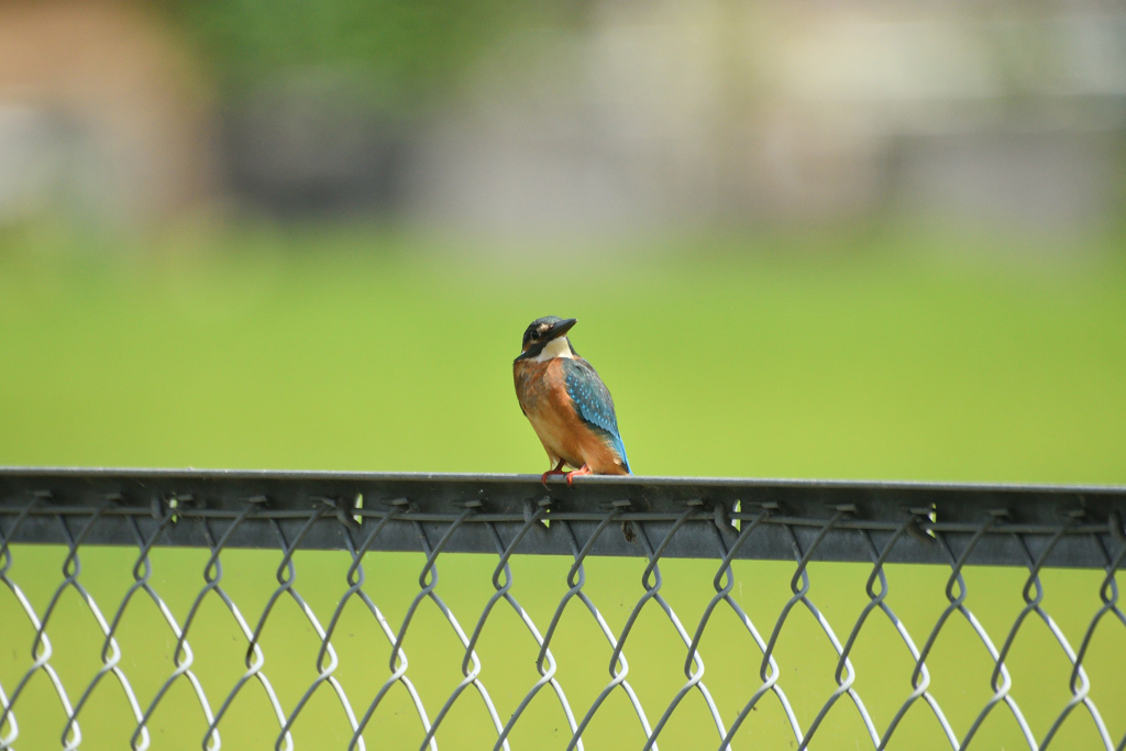 こんにちはお元気でしたか