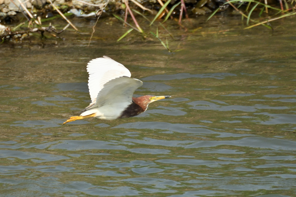 何処かでお会いしたような？ （赤頭鷺_1）