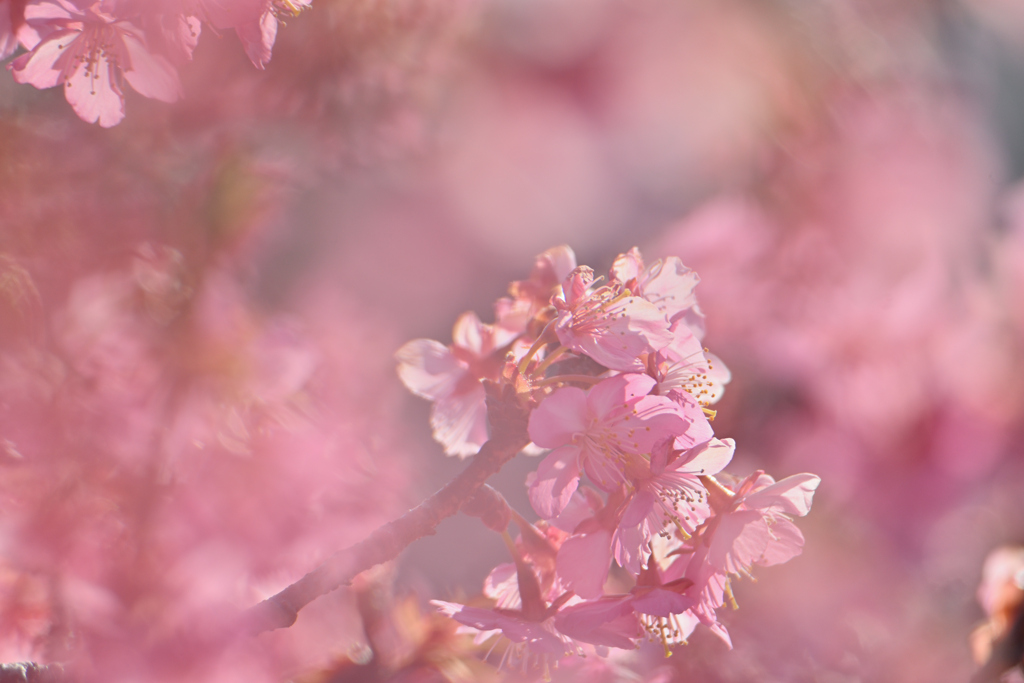 春のぼわ～ん