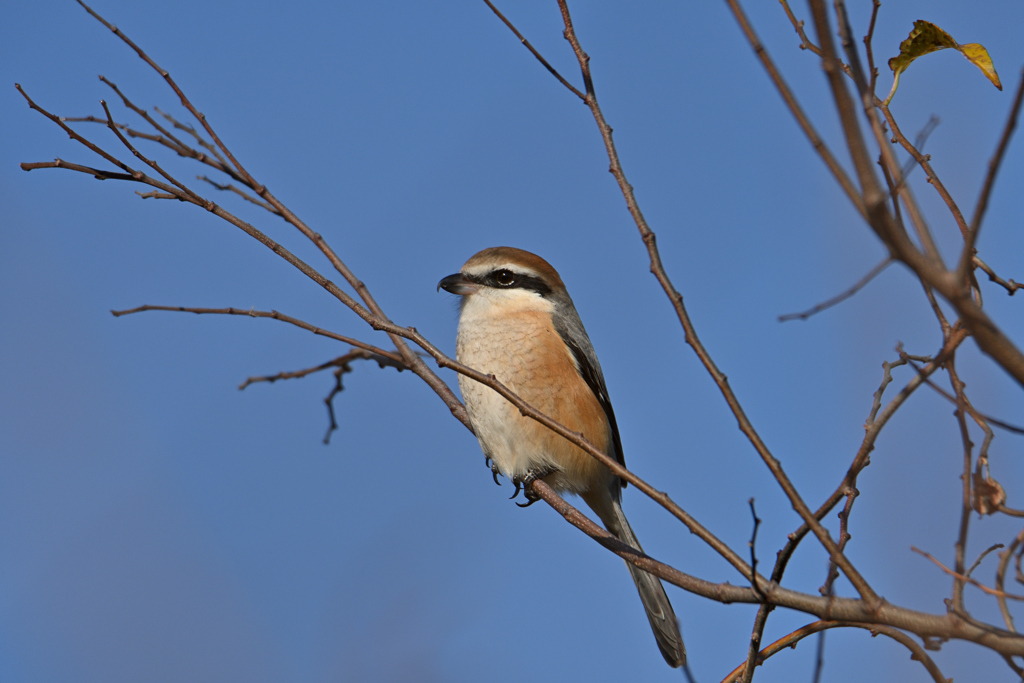 百舌の葉っぱ添え