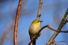 春を待つ鳥