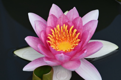 睡蓮の花
