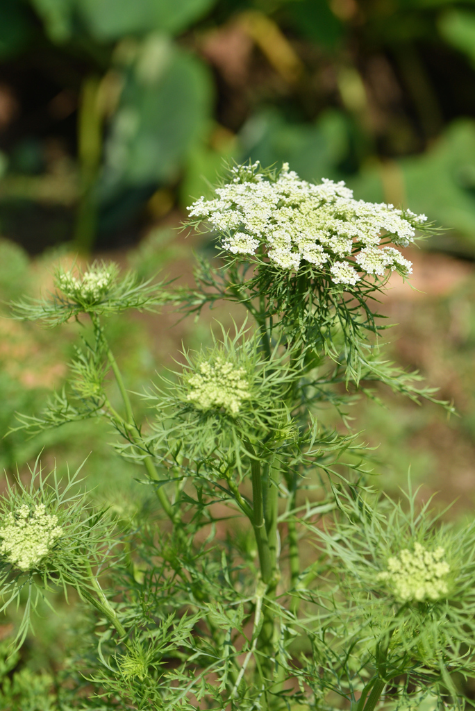 人参の花