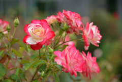 やっと撮れた雨の薔薇