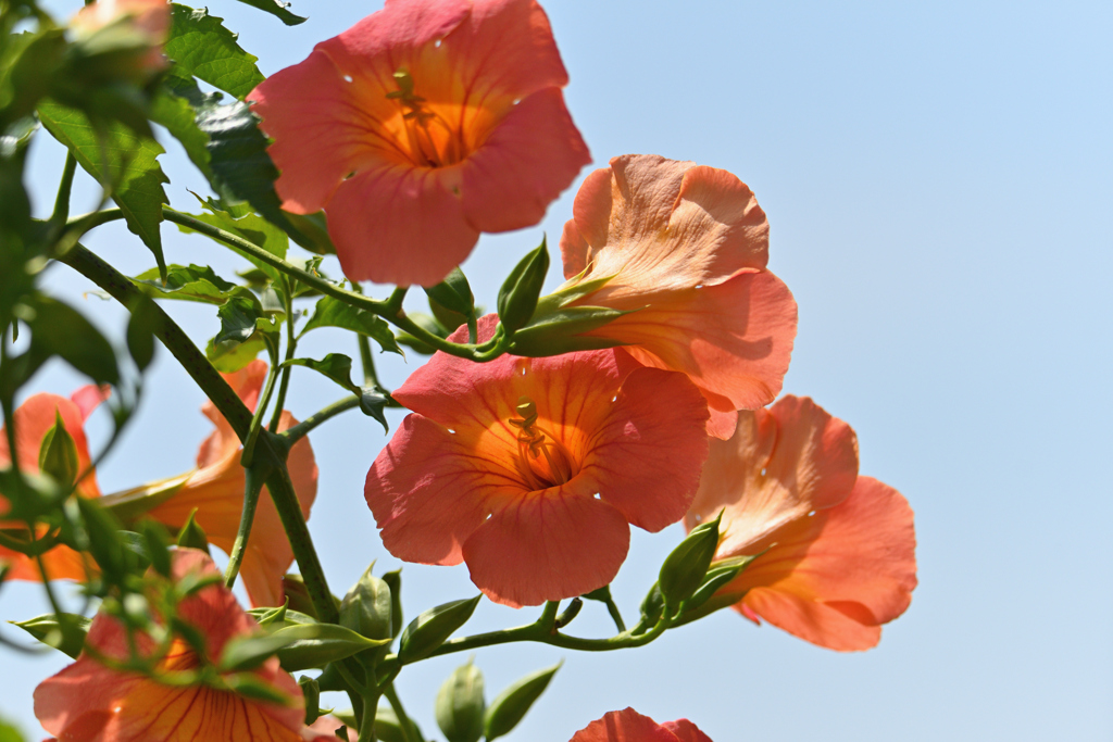 晴れたら賑やか