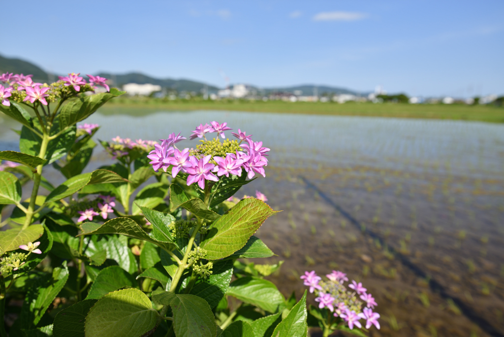 田んぼのティアラ