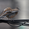 山鳩