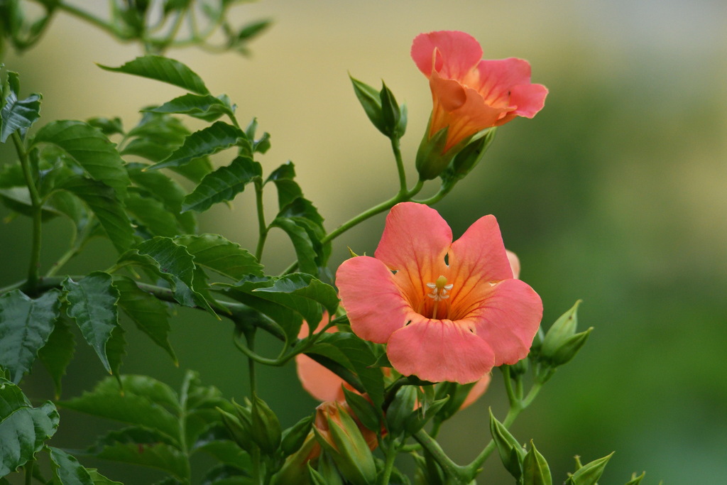 はやくおいでよ