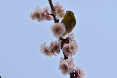 梅組