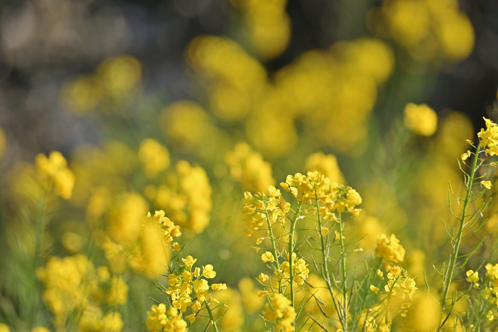 菜の花