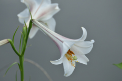 散歩道の花