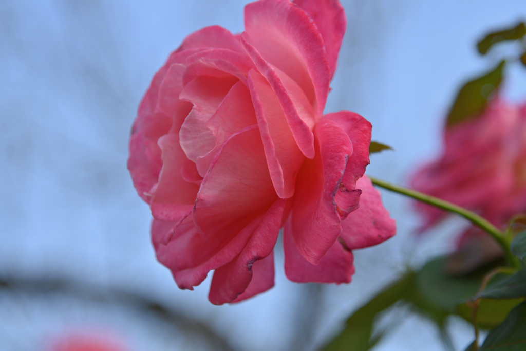 大きな花は