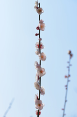 春へ真っ直ぐ