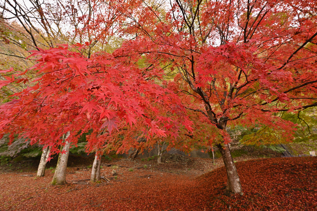 紅葉が紅を放つ