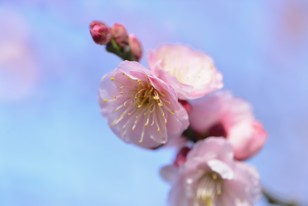 梅薫る空