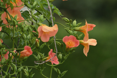 凌霄花