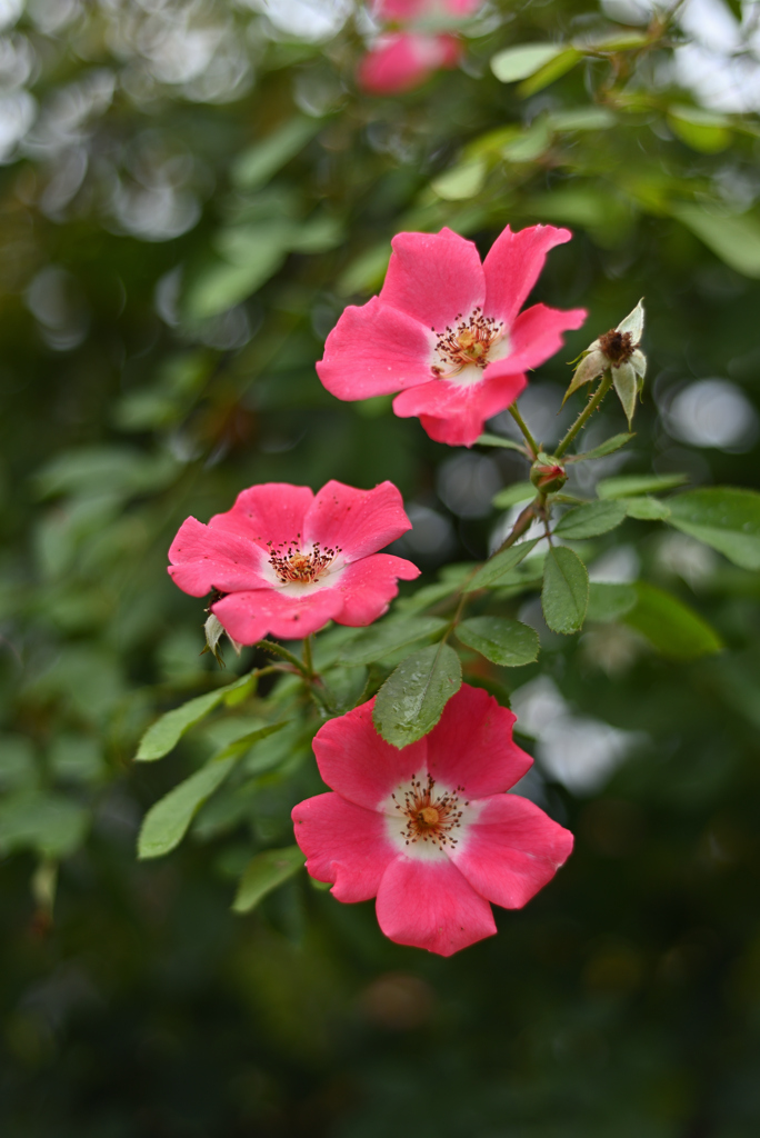 薔薇