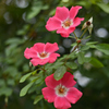 薔薇