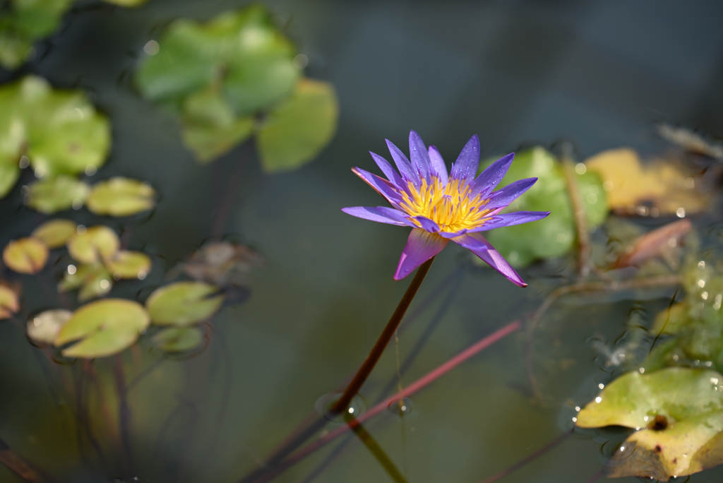 夏が得意な花も