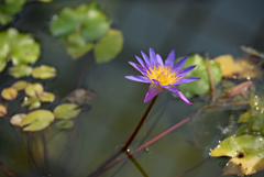 夏が得意な花も