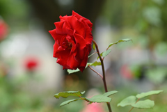 赤い薔薇