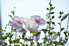 夏の木槿-2