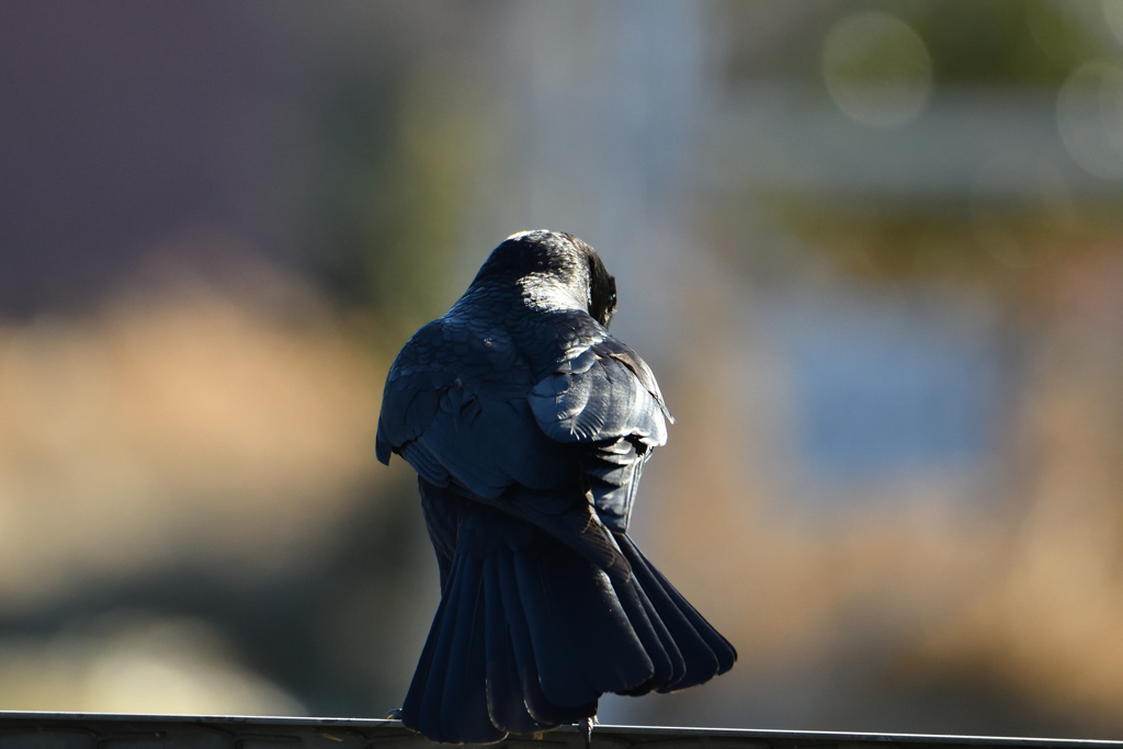 青墨のカラス-2