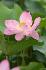 蓮花