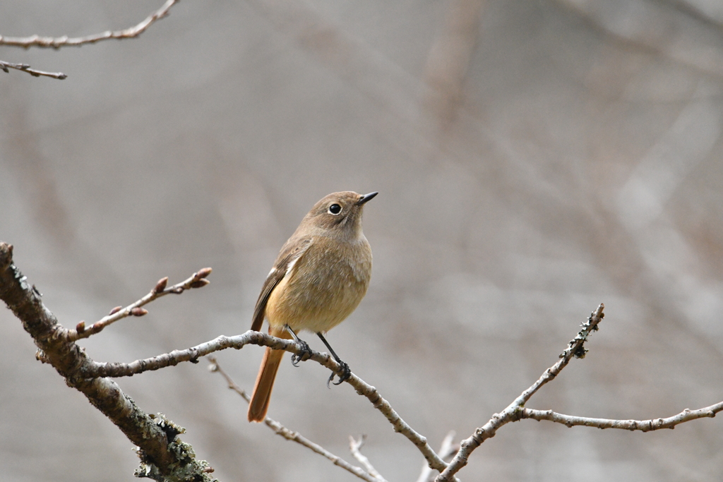 尉鶲姫と散歩-3