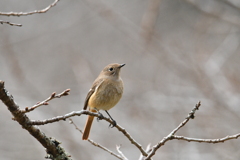 尉鶲姫と散歩-3