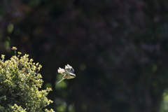 百舌鳥が遠くで