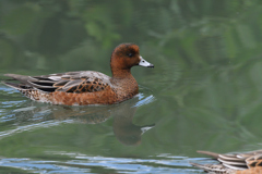 水辺の鳥