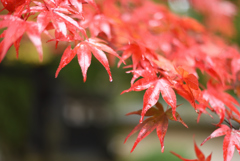 撮りたかった紅葉_2